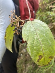 Viburnum erubescens