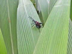 Sagra bicolor