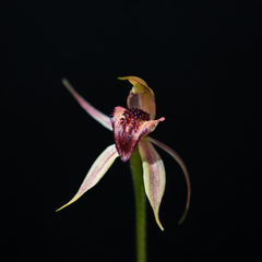 Caladenia tessellata