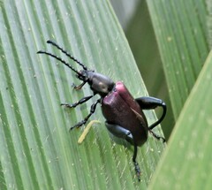 Sagra bicolor