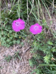 Dianthus seguieri