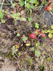 Rubus nepalensis