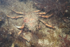 Leptomithrax gaimardii