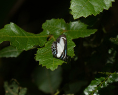Psychonotis caelius