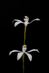 Caladenia dimorpha