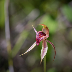 Caladenia tessellata