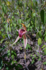Caladenia tessellata