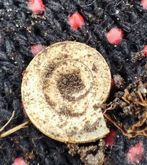 Planorbini