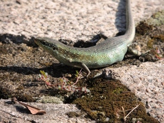 Trachylepis quinquetaeniata