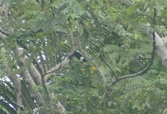 Streptocitta albicollis
