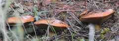 Suillus luteus