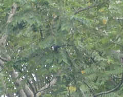 Streptocitta albicollis