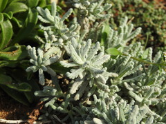 Teucrium vincentinum