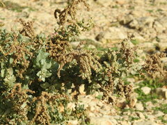 Atriplex halimus