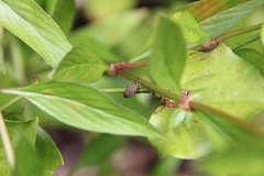 Neolochmaea dilatipennis