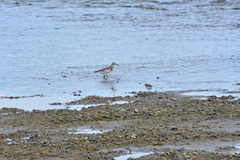 Calidris tenuirostris