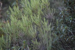 Erica arborea