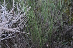Cytisus scoparius