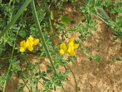 Lotus creticus