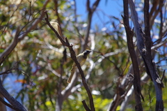 Nesoptilotis leucotis