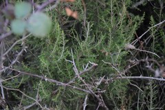 Erica arborea