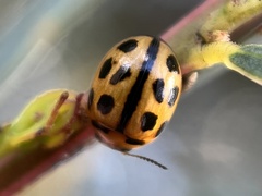 Peltoschema basicolle