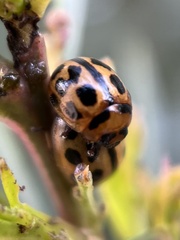 Peltoschema basicolle