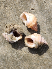 Struthiolaria papulosa