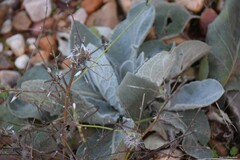 Verbascum pulverulentum