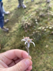 Leontopodium jacotianum