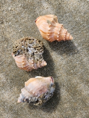 Struthiolaria papulosa