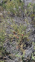 Muraltia spinosa
