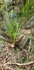 Macrozamia douglasii