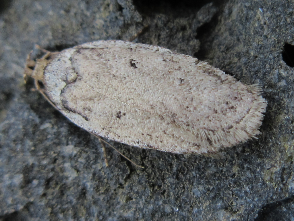 Depressaria taciturna