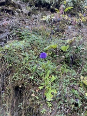 Primula glomerata
