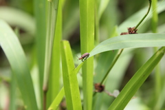 Neolochmaea dilatipennis