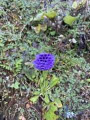 Primula glomerata