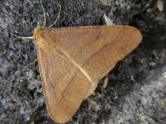 Erannis golda