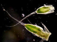 Crossidium squamiferum