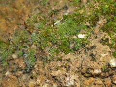 Crossidium squamiferum