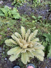 Meconopsis paniculata