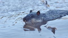 Hydromys chrysogaster