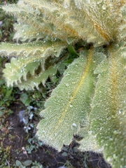 Meconopsis paniculata