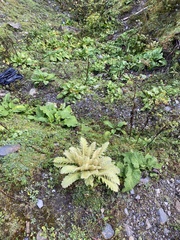 Meconopsis paniculata