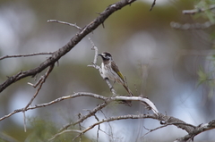 Purnella albifrons