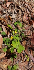 Goodenia rotundifolia