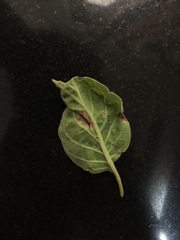 Pseudocercospora jamaicensis