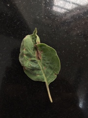 Pseudocercospora jamaicensis