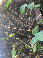 Agamidae