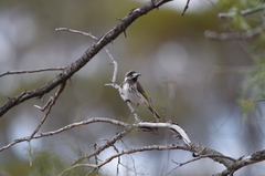 Purnella albifrons
